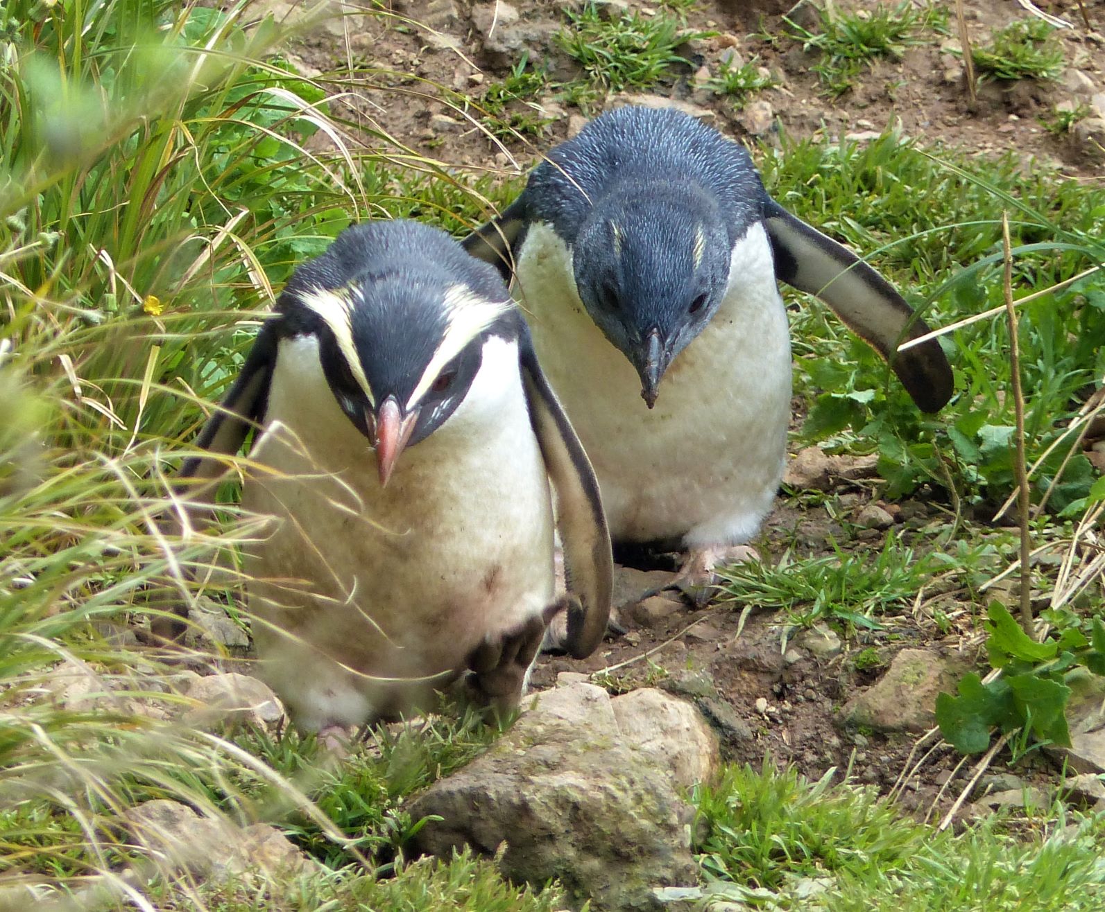 Penguin and chick - tawaki