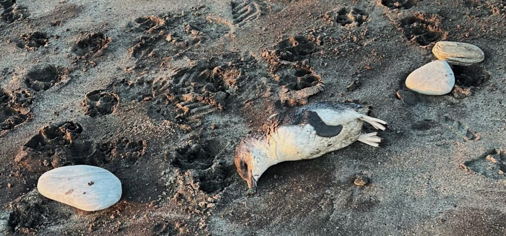 little blue penguin killed by dog